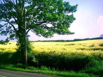 Venta - Ribadavia - Ref: S5004